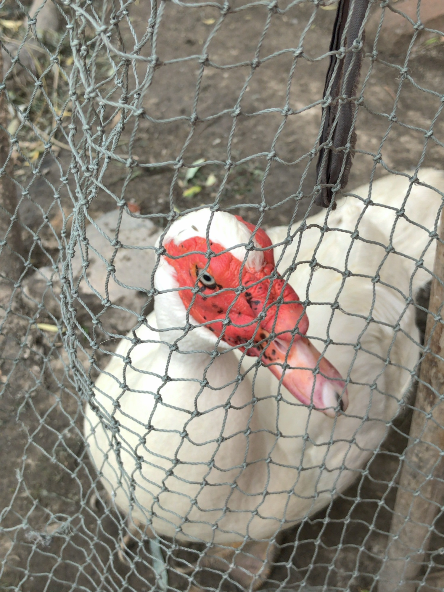 網に入れられた北京ダック